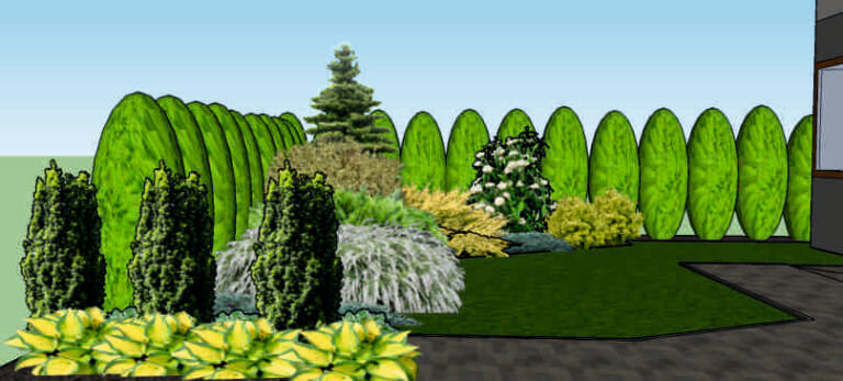 żywopłot thuje tuje